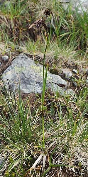 Carex frigida \ Eis-Segge / Ice Sedge, I Südtirol,  Stallersattel 6.7.2022
