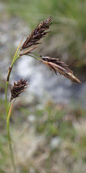 Carex frigida \ Eis-Segge / Ice Sedge, I Südtirol,  Stallersattel 6.7.2022