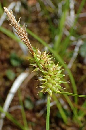 Carex flava \ Gro�e Gelb-Segge / Large Yellow-Sedge, I Lago di Cancano 10.7.2026