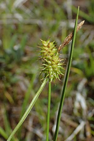 Carex flava \ Gro�e Gelb-Segge / Large Yellow-Sedge, I Lago di Cancano 10.7.2026
