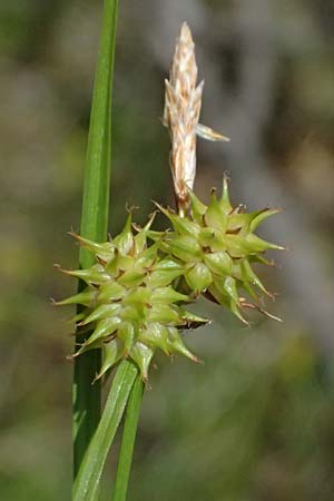 Carex flava \ Gro�e Gelb-Segge / Large Yellow-Sedge, I Lago di Cancano 10.7.2026