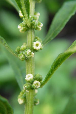 Dysphania ambrosioides \ Wohlriechender Drsengnsefu, Jesuiten-Tee / West-Indian Goosefoot, Mexican Tea, I Trieste 27.6.2010