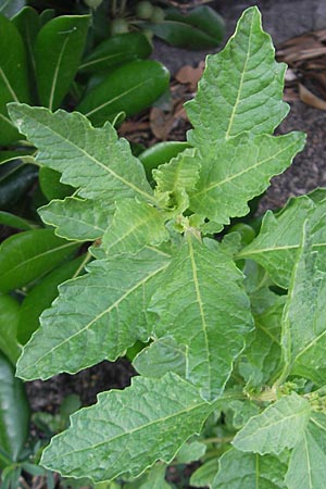 Dysphania ambrosioides \ Wohlriechender Drsengnsefu, Jesuiten-Tee / West-Indian Goosefoot, Mexican Tea, I Trieste 27.6.2010
