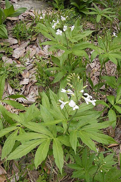 Cardamine heptaphylla \ Siebenblttrige Zahnwurz / Pinnate Coral-Root, I Liguria, Monte Beigua 24.5.2013