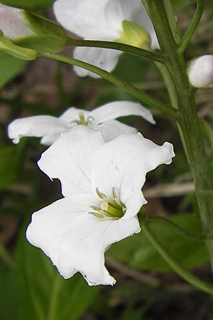 Cardamine heptaphylla \ Siebenblttrige Zahnwurz / Pinnate Coral-Root, I Liguria, Monte Beigua 24.5.2013