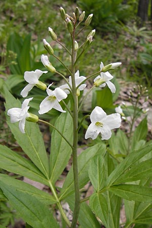 Cardamine heptaphylla \ Siebenblttrige Zahnwurz / Pinnate Coral-Root, I Liguria, Monte Beigua 24.5.2013