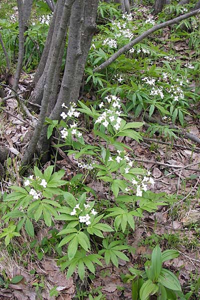 Cardamine heptaphylla \ Siebenblttrige Zahnwurz / Pinnate Coral-Root, I Liguria, Monte Beigua 24.5.2013