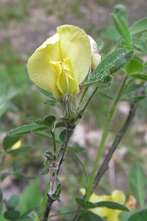 Cytisus hirsutus \ Behaarter Zwergginster, Behaarter Geiklee / Shaggy Broom, I Liguria, Pieve di Teco 27.5.2013