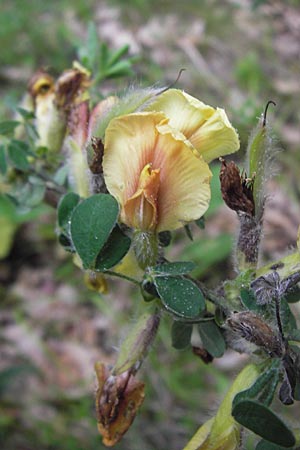 Cytisus hirsutus \ Behaarter Zwergginster, Behaarter Geiklee / Shaggy Broom, I Liguria, Pieve di Teco 27.5.2013
