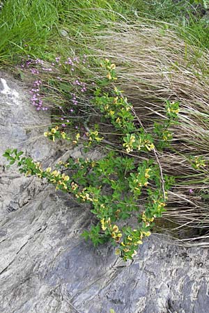 Cytisus hirsutus \ Behaarter Zwergginster, Behaarter Geiklee / Shaggy Broom, I Liguria, Pieve di Teco 27.5.2013