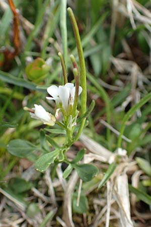 Cardamine resedifolia \ Resedenblttriges Schaumkraut / Mignonette-Leaved Bitter-Cress, I Passo San Marco 10.6.2017