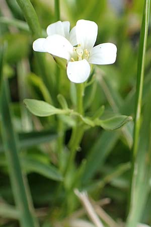 Cardamine resedifolia \ Resedenblttriges Schaumkraut / Mignonette-Leaved Bitter-Cress, I Passo San Marco 10.6.2017