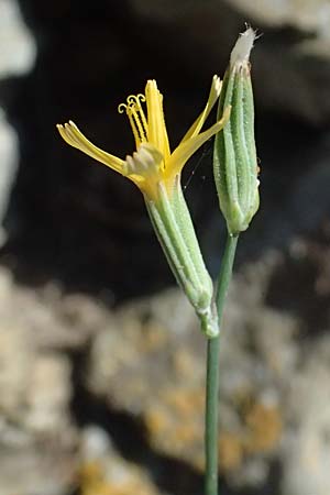 Chondrilla juncea \ Binsen-Knorpellattich, Groer Knorpellattich / Rush Skeletonweed, I Liguria, Cinque Terre 28.9.2023