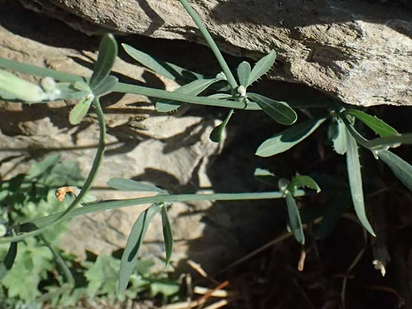 Chondrilla juncea \ Binsen-Knorpellattich, Groer Knorpellattich / Rush Skeletonweed, I Liguria, Cinque Terre 28.9.2023