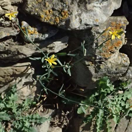 Chondrilla juncea \ Binsen-Knorpellattich, Groer Knorpellattich / Rush Skeletonweed, I Liguria, Cinque Terre 28.9.2023