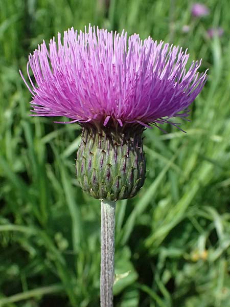 Cirsium heterophyllum \ Verschiedenbl�ttrige Kratzdistel, Alant-Distel / Melancholy Thistle, I Passo del Tonale 11.7.2026