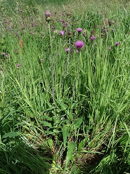 Cirsium heterophyllum \ Verschiedenbl�ttrige Kratzdistel, Alant-Distel / Melancholy Thistle, I Passo del Tonale 11.7.2026