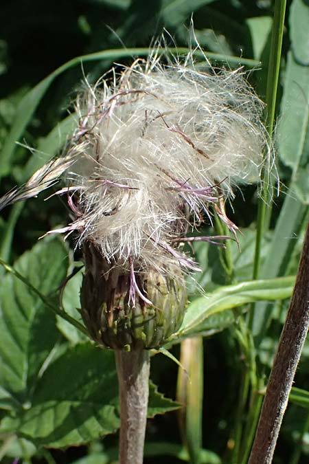Cirsium heterophyllum \ Verschiedenbl�ttrige Kratzdistel, Alant-Distel / Melancholy Thistle, I Passo del Tonale 11.7.2026