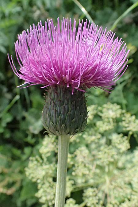 Cirsium heterophyllum \ Verschiedenbl�ttrige Kratzdistel, Alant-Distel / Melancholy Thistle, I Passo del Tonale 11.7.2026