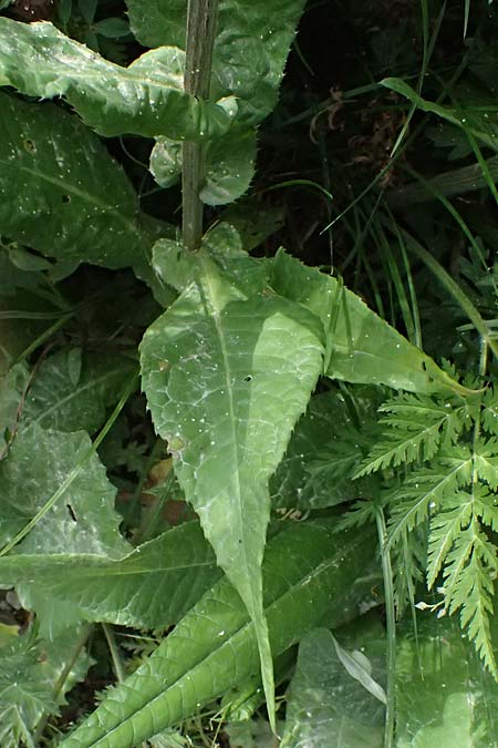 Cirsium heterophyllum \ Verschiedenbl�ttrige Kratzdistel, Alant-Distel / Melancholy Thistle, I Passo del Tonale 11.7.2026