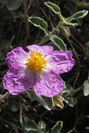 Cistus incanus subsp. creticus \ Kretische Zistrose / Cretan Cistus, I Ancona 29.5.2007
