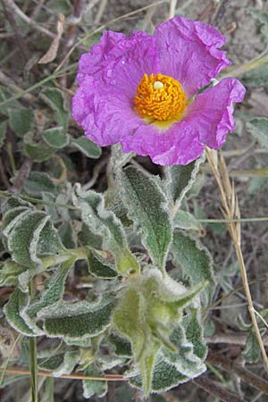 Cistus incanus subsp. creticus \ Kretische Zistrose / Cretan Cistus, I Ancona 29.5.2007