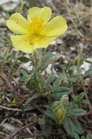 Helianthemum canum \ Graues Sonnenrschen / Hoary Rock-Rose, I Ancona 29.5.2007