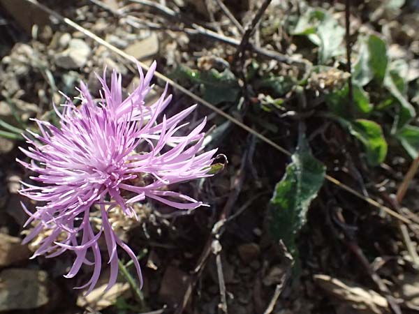 Centaurea jacea \ Wiesen-Flockenblume / Brown Knapweed, I Liguria, Passo delle Cappelletta 1.10.2023