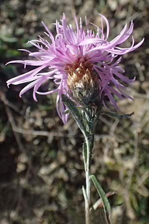 Centaurea jacea \ Wiesen-Flockenblume / Brown Knapweed, I Liguria, Passo delle Cappelletta 1.10.2023