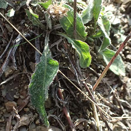 Centaurea jacea \ Wiesen-Flockenblume / Brown Knapweed, I Liguria, Passo delle Cappelletta 1.10.2023