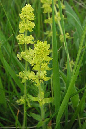 Cruciata laevipes \ Gewhnliches Kreuzlabkraut / Crosswort, I Campo Imperatore 5.6.2007