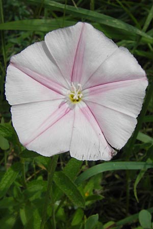 Convolvulus lineatus \ Gestrichelte Winde / Pygmy Bindweed, Narrow-Leaved Bindweed, I Finale Ligure 31.5.2013