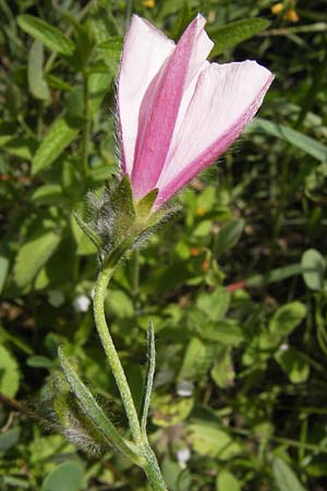 Convolvulus lineatus \ Gestrichelte Winde / Pygmy Bindweed, Narrow-Leaved Bindweed, I Finale Ligure 31.5.2013