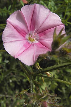 Convolvulus lineatus \ Gestrichelte Winde / Pygmy Bindweed, Narrow-Leaved Bindweed, I Finale Ligure 31.5.2013