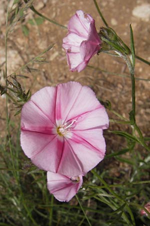 Convolvulus lineatus \ Gestrichelte Winde / Pygmy Bindweed, Narrow-Leaved Bindweed, I Finale Ligure 31.5.2013