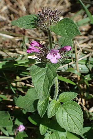 Clinopodium vulgare \ Wirbeldost / Wild Basil, I Liguria, Passo di Cento Croci 27.9.2023
