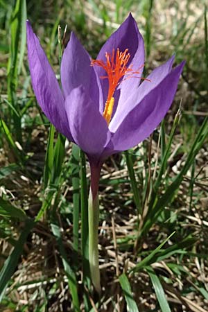 Crocus ligusticus \ Ligurischer Herbst-Krokus / Ligurian Autumn Crocus, I Liguria, Monte Beigua 2.10.2023