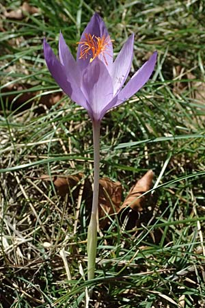 Crocus ligusticus \ Ligurischer Herbst-Krokus / Ligurian Autumn Crocus, I Liguria, Monte Beigua 2.10.2023