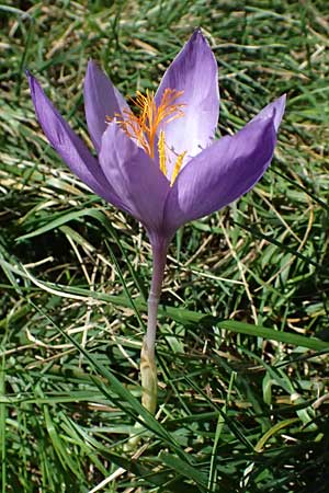 Crocus ligusticus \ Ligurischer Herbst-Krokus / Ligurian Autumn Crocus, I Liguria, Monte Beigua 2.10.2023