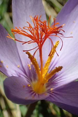 Crocus ligusticus \ Ligurischer Herbst-Krokus / Ligurian Autumn Crocus, I Liguria, Monte Beigua 2.10.2023