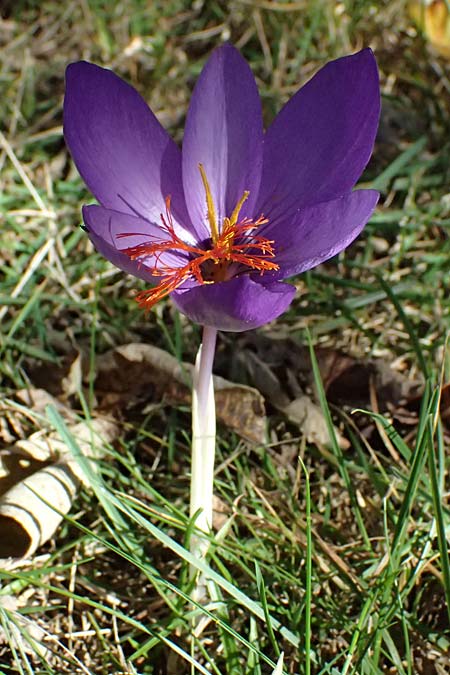 Crocus ligusticus \ Ligurischer Herbst-Krokus / Ligurian Autumn Crocus, I Liguria, Monte Beigua 2.10.2023