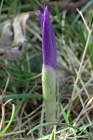 Crocus ligusticus \ Ligurischer Herbst-Krokus / Ligurian Autumn Crocus, I Liguria, Monte Beigua 2.10.2023