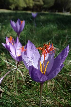 Crocus ligusticus \ Ligurischer Herbst-Krokus / Ligurian Autumn Crocus, I Liguria, Monte Beigua 2.10.2023