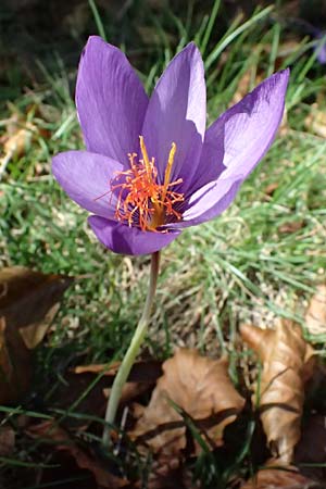 Crocus ligusticus \ Ligurischer Herbst-Krokus / Ligurian Autumn Crocus, I Liguria, Monte Beigua 2.10.2023