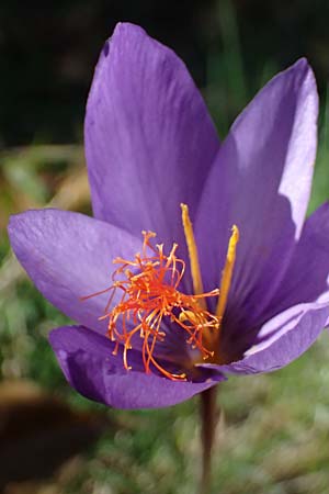 Crocus ligusticus \ Ligurischer Herbst-Krokus / Ligurian Autumn Crocus, I Liguria, Monte Beigua 2.10.2023