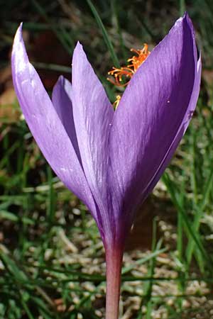 Crocus ligusticus \ Ligurischer Herbst-Krokus / Ligurian Autumn Crocus, I Liguria, Monte Beigua 2.10.2023