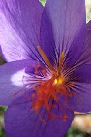 Crocus ligusticus \ Ligurischer Herbst-Krokus / Ligurian Autumn Crocus, I Liguria, Monte Beigua 2.10.2023