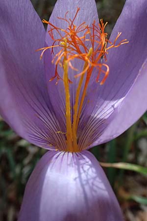 Crocus ligusticus \ Ligurischer Herbst-Krokus / Ligurian Autumn Crocus, I Liguria, Monte Beigua 2.10.2023