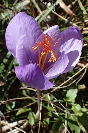 Crocus ligusticus \ Ligurischer Herbst-Krokus / Ligurian Autumn Crocus, I Liguria, Monte Beigua 2.10.2023