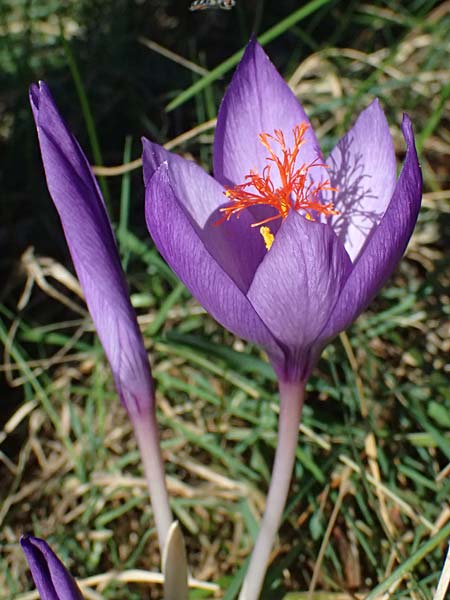 Crocus ligusticus \ Ligurischer Herbst-Krokus / Ligurian Autumn Crocus, I Liguria, Monte Beigua 2.10.2023